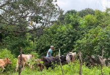 Gobernación de Monagas y MinAgricultura despliegan jornada de vacunación ganadera en la comunidad indígena San Ramón de Areo