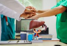Descubren cómo una proteína mitocondrial frena el deteriorö del hígado y fortalece el sistema inmunitario