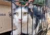 Rescatan con vida a un gato que permaneció 49 días atrapadö bajo los escombrös de un edificio en La Guaira