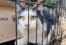 Rescatan con vida a un gato que permaneció 49 días atrapadö bajo los escombrös de un edificio en La Guaira