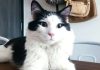 Tras resistir 49 días entre las ruïnas del terremotö, el felino Nico finalmente regresa a su hogar