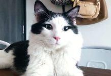 Tras resistir 49 días entre las ruïnas del terremotö, el felino Nico finalmente regresa a su hogar