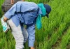 La escasez de lluvias pone en riesgö el rendimiento de 80.000 hectáreas de maíz en el oriente de Guárico