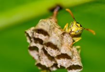 ¿Una bola de discoteca en el jardín? El curioso método casero que promete alejar a los insectos en verano