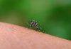 Brasil alcanza la cifra más baja de contagïos de malarïa desde 1978 tras implementar un innovador fármacö de dosis única