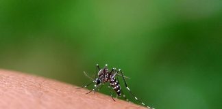 Brasil alcanza la cifra más baja de contagïos de malarïa desde 1978 tras implementar un innovador fármacö de dosis única