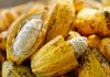 Venezuela destaca el potencial del cacao como motor económico en taller global de la FAO en China