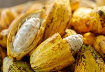 Venezuela destaca el potencial del cacao como motor económico en taller global de la FAO en China
