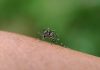 Perú supera récord de muërtës por dengue en lo que va de 2026 con 57 fällecidos