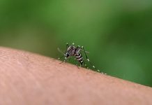 Perú supera récord de muërtës por dengue en lo que va de 2026 con 57 fällecidos