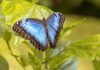 Aumento global de la temperatura debilita el reflejo luminoso de la mariposa morfo azul y compromete su estrategia de supervivencïa
