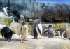 Liberan a seis pingüinos en Argentina tras ser rescatados de redes de pesca y contaminación por petróleo