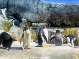 Liberan a seis pingüinos en Argentina tras ser rescatados de redes de pesca y contaminación por petróleo