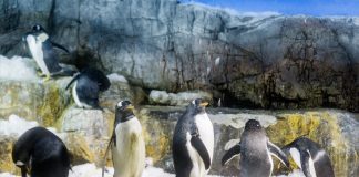 Liberan a seis pingüinos en Argentina tras ser rescatados de redes de pesca y contaminación por petróleo