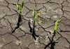 Déficit hídrico causa caída del 45% en el rendimiento de la cosecha de soya en Uruguay