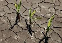 Déficit hídrico causa caída del 45% en el rendimiento de la cosecha de soya en Uruguay