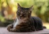 El lenguaje secreto de los felinos: así demuestran los gatos el apego hacia sus cuidadores