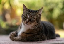 El lenguaje secreto de los felinos: así demuestran los gatos el apego emocional hacia sus cuidadores