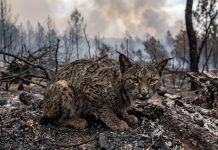 Expertos advierten que alimentar a la fauna afectadä por incendiø en Las Peñas de Riglos puede resultar contraproducentë