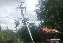 Riesgö en Araure: caída de árbol sobre el tendido eléctrico deja sin luz a más de cien familias en La Lucía
