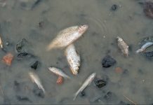 Autoridades advierten sobre brötes de cólerä y tifoideä por consumo de agua y peces contaminados tras las riadas