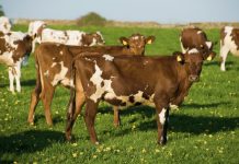 El calor extremo desata una crisîs de alimento concentrado para el ganado europeo