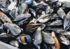 Acuicultores de Sucre cosechan más de 2.500 kilos de mejillones tras proceso de aclimatación de semillas