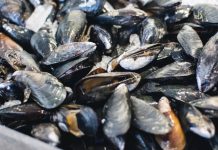 Acuicultores de Sucre cosechan más de 2.500 kilos de mejillones tras proceso de aclimatación de semillas