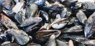 Acuicultores de Sucre cosechan más de 2.500 kilos de mejillones tras proceso de aclimatación de semillas