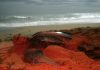 La tortuga marina más grande del mundo vuelve a anidar en el Pacífico de Panamá tras casi diez años