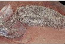 Fósil excepcional: descubren en Brasil una nueva especie de pez prehistórico de 254 millones de años