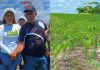 El estado Bolívar impulsa su desarrollo productivo y soberanía alimentaria con el Plan de Siembra de Maíz 2026 (+ Detalles)
