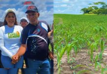 El estado Bolívar impulsa su desarrollo productivo y soberanía alimentaria con el Plan de Siembra de Maíz 2026 (+ Detalles)