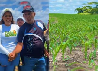 El estado Bolívar impulsa su desarrollo productivo y soberanía alimentaria con el Plan de Siembra de Maíz 2026 (+ Detalles)