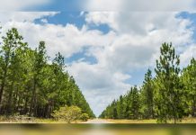 Con una meta de 7.500 hectáreas para este 2026, Maderas del Orinoco impulsa nueva fase de siembra de Pino Caribe en el bosque de Uverito