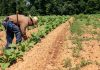 Ministerio de Agricultura coordina acciones estratégicas frente al fenómeno Súper Niño y la optimización del sector productivo nacional