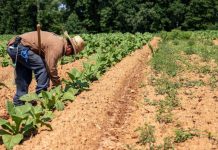 Ministerio de Agricultura coordina acciones estratégicas frente al fenómeno Súper Niño y la optimización del sector productivo nacional