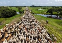 Ganaderos piden sembrar árboles y tomar previsiones para proteger el ganado ante la sequía