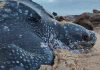 La Tortuga marina más grande del mundo, vuelve a anidar en Panamá tras casi una década de ausencia