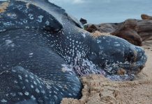 La Tortuga marina más grande del mundo, vuelve a anidar en Panamá tras casi una década de ausencia