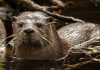 Hallan rastros del huillín en el Parque Nacional Los Alerces tras más de 40 años sin registros