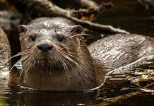 Hallan rastros del huillín en el Parque Nacional Los Alerces tras más de 40 años sin registros