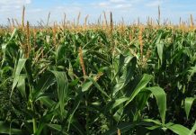 La escasez de lluvias pone en riesgö el rendimiento de 80.000 hectáreas de maíz en el oriente de Guárico
