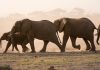 Indonesia amplía cooperación con India para fortalecer la conservación de la vida silvestre