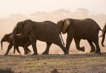 Indonesia amplía cooperación con India para fortalecer la conservación de la vida silvestre
