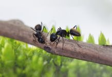 ¿Hormigas en casa? Trucos sencillos para ahuyentarlas sin usar químicos