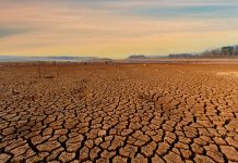Calor extremo y sequía severa impactan negativamente las cosechas de verano en Europa