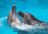 Oceanogràfic de Valencia recibe a dos belugas y cuatro delfines rescatados de Canadá