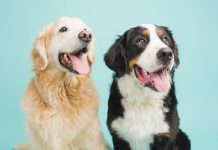 ¿Viajas a Margarita con tu mascota? Conferry publica el protocolo obligatorio y los requisitos indispensables para navegar en sus embarcaciones