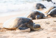 Especialistas alërtan sobre la reducción en las poblaciones de tortugas marinas en Venezuela